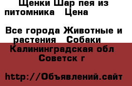 Щенки Шар пея из питомника › Цена ­ 25 000 - Все города Животные и растения » Собаки   . Калининградская обл.,Советск г.
